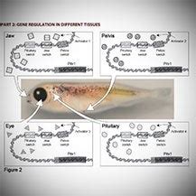 Regulating Pitx1 Gene Expression in Stickleback Fish .